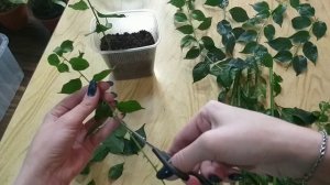 Бугенвиллия?Обрезка✂️Формирование?Размножение❤Укоренение?Тепличка из ящика фикс прайс?Влажность