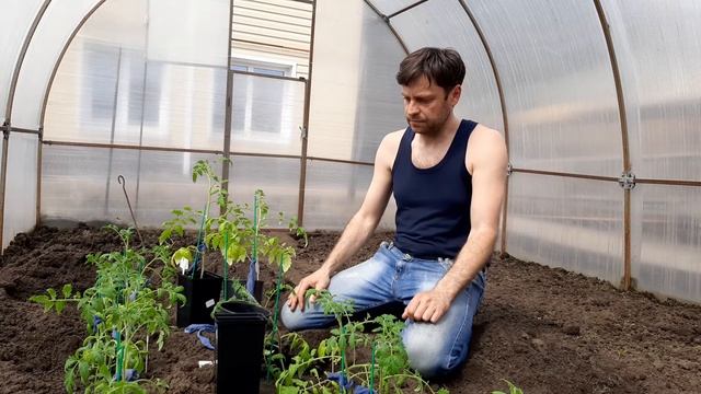 Высадка рассады оптимальные сроки смотреть онлайн