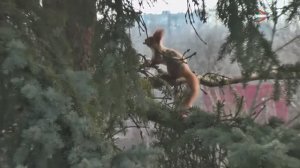 Один фрагмент из жизни одной белки