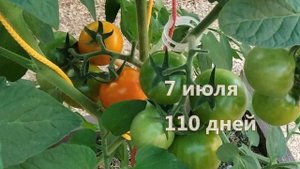 Томат Оранжевый земледелец. Солнышко на грядке!