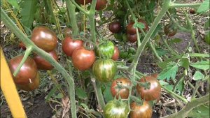 КАК КРАШЕНЫЕ  ЯЙЦА! СОРТ ТОМАТА  ПАСХАЛЬНОЕ ЯЙЦО!