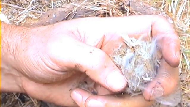 Smallest friction fire (2) - clematis, grass смотреть онлайн