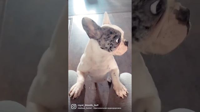 Французский бульдог Стелла/мамина попрошайка #frenchbulldog #бульдог #французскийбульдог #щенки