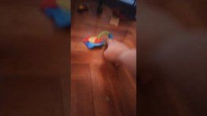 Попугай Розелла нападает на хозяина