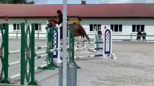 продажа лошадей ганноверская кобыла 5 лет конный рынок
