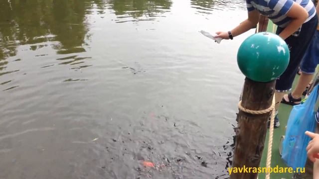 Сафари парк в Краснодаре. Голодные рыбки. смотреть онлайн