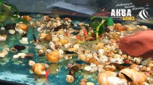 Аквариумные КРЕВЕТКИ водорослееды - Неокаридина и Амано | Neocaridina | Amano Shrimp