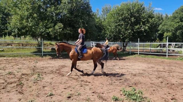 Продаётся Мерин Ганноверской породы для новичков и более опытных всадников. смотреть онлайн