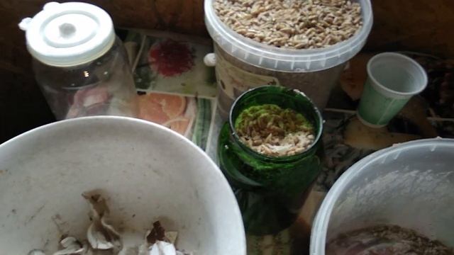ДЕЛАЕМ МИЦЕЛИЙ ВЕШЕНКИ ДОМА! НЕ ПЕРЕПЛАЧИВАЙ! Как вырастить грибы у себя на участке
