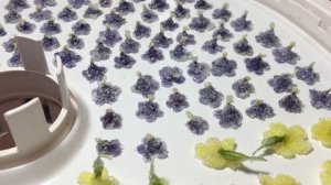 Засахаренные цветы - необычный и съедобный декор