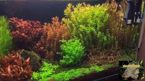 Голландский аквариум(dutch aquarium), двухмесячный прогресс