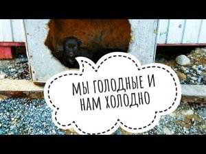 БРОСИЛИ ГОЛОДАТЬ ЩЕНКОВ С МАМОЙ В НОВОГОДНИЕ ДНИ