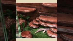 Террариум 40*30*30 для Эублефара, +все необходимое для содержания