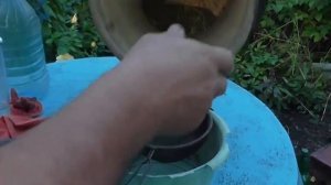 Как собрать семена моркови