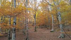 Романс на стихи С. Есенина - Отговорила роща золотая (Г. Пономаренко)