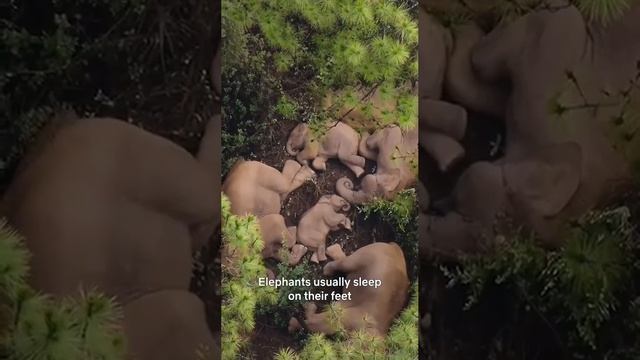 В дикой природе слоны обычно отдыхают лишь 2 часа, причем на ногах.