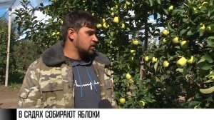 В садах собирают яблоки