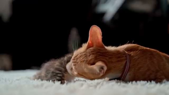 LENA HAPPY И ЕЁ НОВОГОДНЯЯ КОЛБАСКА! ЛЕНКА-ОБЛИГАЦИЯ СНОВА БЕЖИТ И СКРЫВАЕТСЯ! #ЛенаХеппи #lenahapp