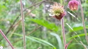 Долгоносик и мягкотелка