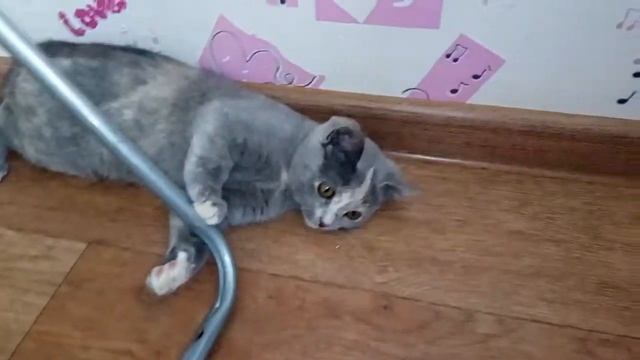 Сосиски в тесте смотреть онлайн