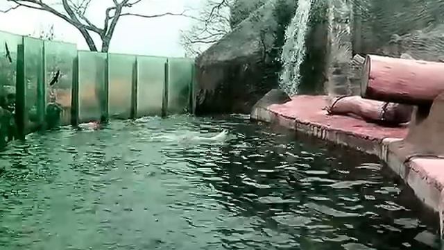 Медведь балдеет. Пражский зоопарк смотреть онлайн