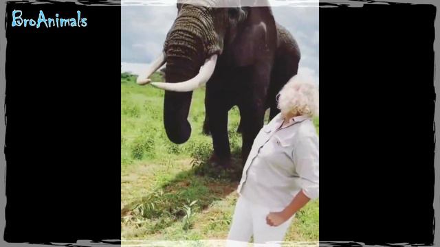 КОТ ХОЧЕТ РАЗОБРАТЬСЯ 😡 и другие Смешные животные 😂 Funny animals смотреть онлайн