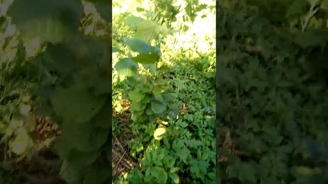 фундук дача 14 07 21 смотреть онлайн