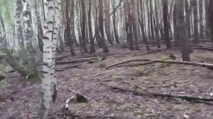 "Пьяный лес" в Шиловском районе.