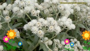 Анафалис трехжилковый. Краткий обзор, описание характеристик, где купить anaphalis triplinervis