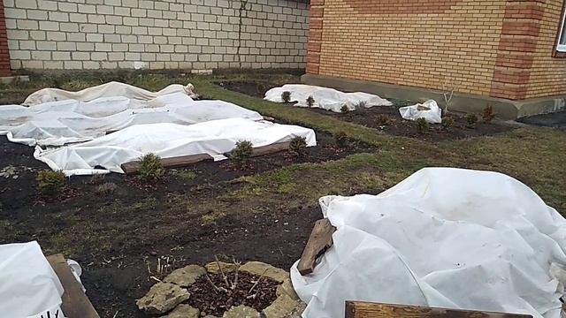 Открываю Корнесобственные Розы. смотреть онлайн