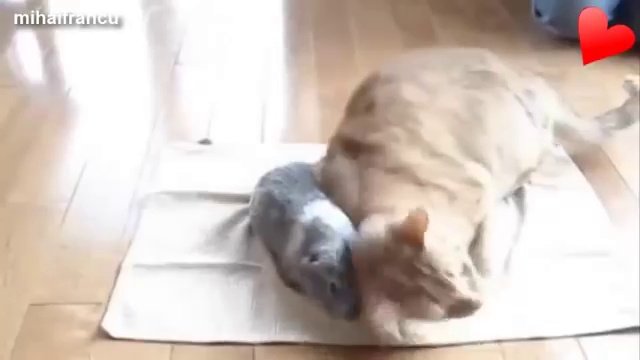 любовь не знает границ