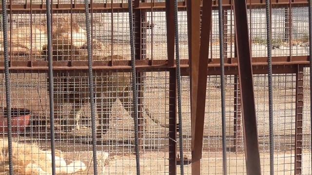 Львиное общежитие. Парк "Тайган" ❤ смотреть онлайн