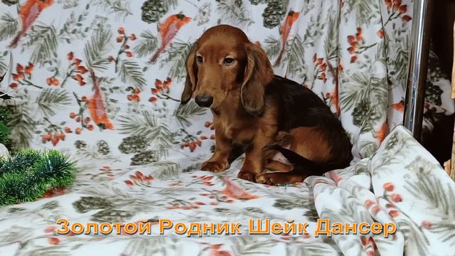 Длинношерстные таксы, питомника РКФ - "Золотой Родник". Щенки открытые для продажи.