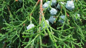 Виды и сорта кипариса.