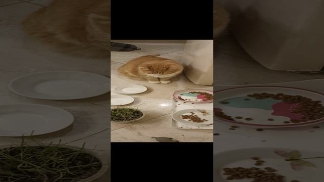 Кошка - попрошайка