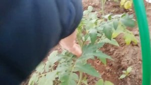 Будут заморозки, как спасти помидоры в теплице?