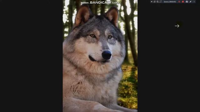 Топ 10 животных гибридов.2 часть. смотреть онлайн