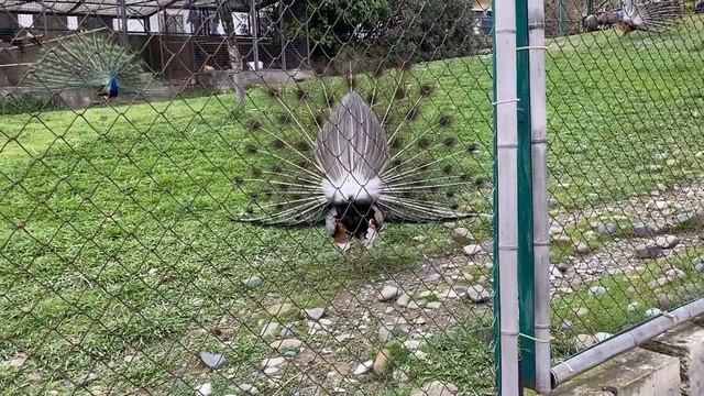 Павлины в Дендрарии. Сочи/Peacocks in the Arboretum. Sochi смотреть онлайн
