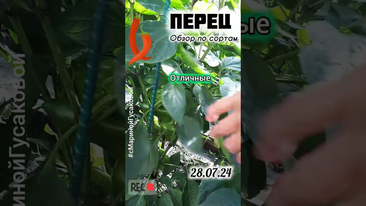 ПЕРЕЦ болгарский наливается и  радует. Показываю какой сегодня 28 июля перец  с Мариной Гусаковой смотреть онлайн