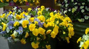 Gardening with Strange's: Cool Wave Pansies