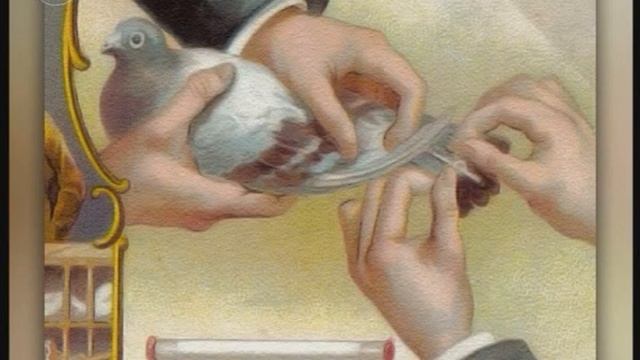 Значение домашних голубей смотреть онлайн