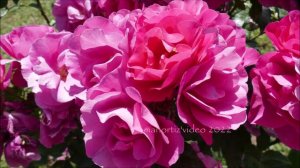 Floribunda Rose Céline Delbard France 2002 from the Rome's Rose Garden by manortiz
