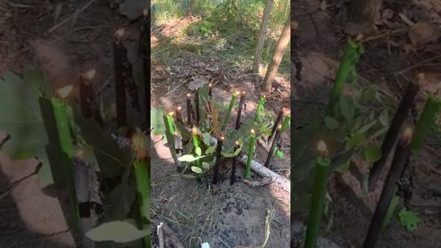 Чистка и открытие денежного канала