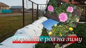Укрываем Розы на Зиму // Слетело Укрытие // Пьер де Ронсар Роза