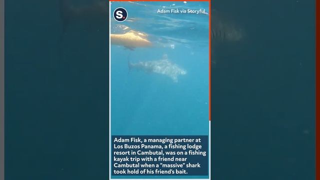 Shark Follows Kayaker After Chomping Fishing Bait Off