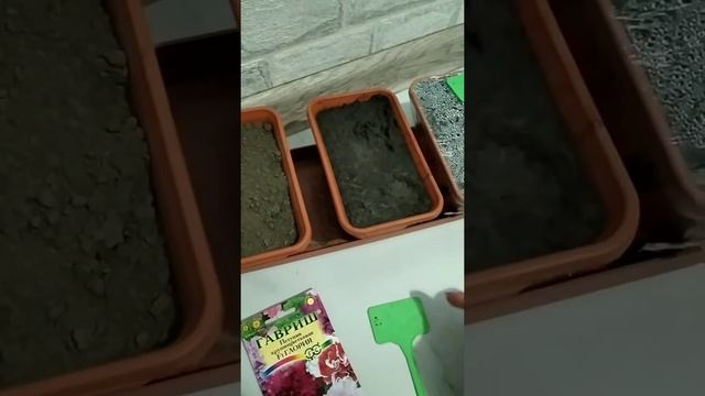 Посадка петуньи F1Глория смотреть онлайн