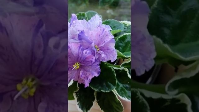 ЛЕ-СЮРПРИЗ ЗИМЫ смотреть онлайн