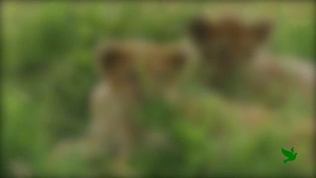 Little Big cats - Cute Big Cat Cubs Accompanied by 1 Hour of Relaxing Music.