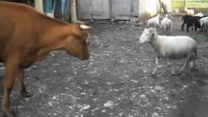 1, наглый баран против коровы