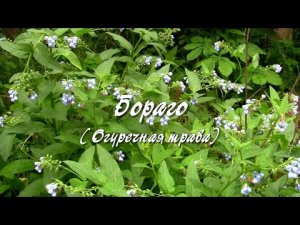 Бораго (Огуречная трава). Дачные картинки.